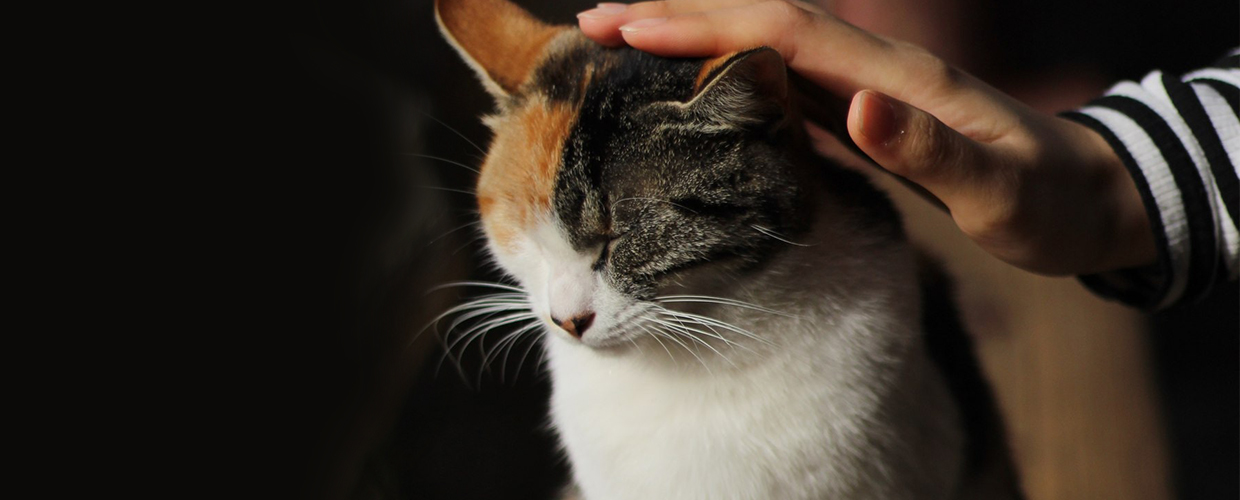 two tabby kittens 