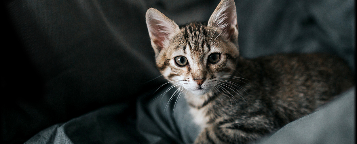twee cyperse kittens