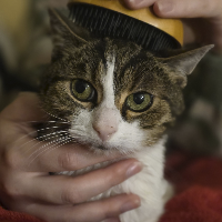 Photo of Missy (Tabby)