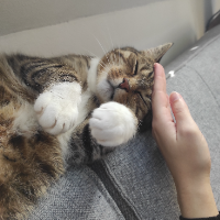 Photo of Malo (Other)