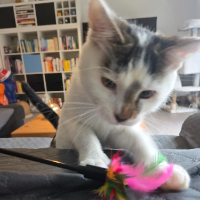 Photo of Emil (Moggy)