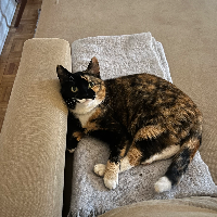 Photo of Harper (Other)