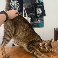 Photo of Big Bang (Vietnam)  (Moggy)