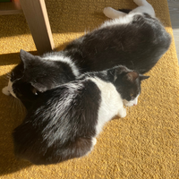 Photo of Gizmo and Socks (British Shorthair)