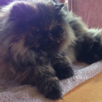 Photo of Scarlette (Persian)