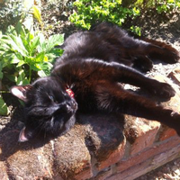 Photo of Katie (Moggy)