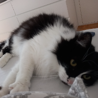 Photo of Chibi (Moggy)