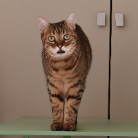 Photo of Féline (Tabby)