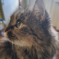 Photo of Persik (Persian)