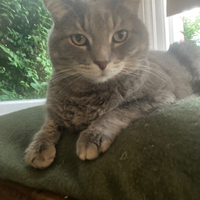 Photo of Scout (Maine Coon)