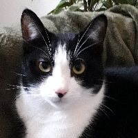 Photo of Salmiakki (Other)