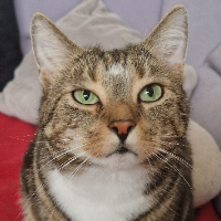 Photo of Lolly (Other)