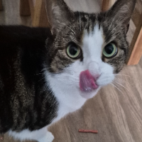 Photo of Luna (British Shorthair)