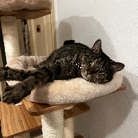 Photo of Gizmo (Moggy)