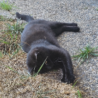 Photo of Maxi (Other)