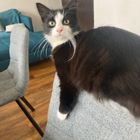 Photo of Bella (British Shorthair)