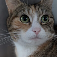 Photo of Luna (Moggy)