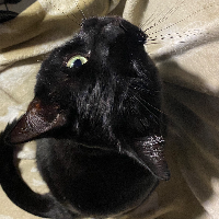 Photo of Krokmou (Moggy)