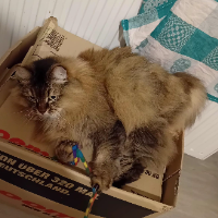 Photo of Saphira (Other)