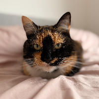 Photo of Juno (October 2025) (Moggy)