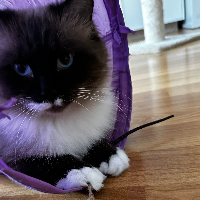 Photo of Happi (Ragdoll)