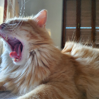 Photo of Biscotto (Other)