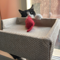 Photo of Socks (British Shorthair)