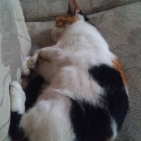 Photo of Masi  (Other)