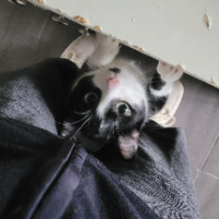 Photo of Coco (Other)