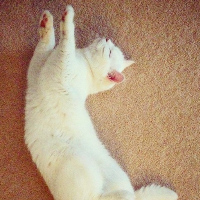 Photo of Miss Chief (Other)