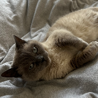 Photo of Lily (Other)