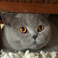 Photo of Kasimir (British Shorthair)