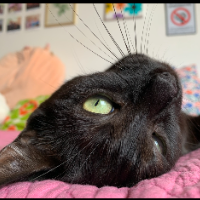 Photo of Colette (Moggy)