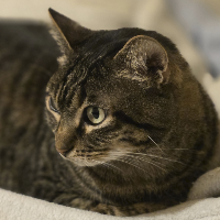 Photo of Koudounaki (Tabby)