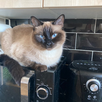Photo of Buttons (Ragdoll)