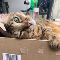 Photo of Luna (Bengal)