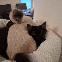 Photo of Gestatten Chino♥ & Jackie♥, 2 MINIS (Other)