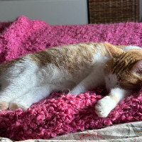 Photo of Marshmallow  (British Shorthair)