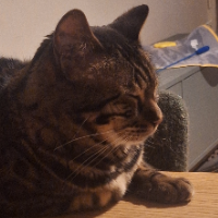 Photo of Shia (Bengal)