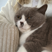 Photo of Shiva (British Shorthair)
