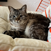 Photo of Larya (Other)