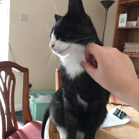 Photo of Mouse (None)