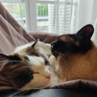 Photo of Niuniu (Siamese)