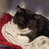 Photo of Sammy (Other)