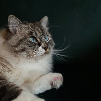 Photo of Cheetah (Ragdoll)