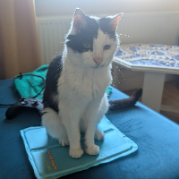 Photo of Angus (Moggy)