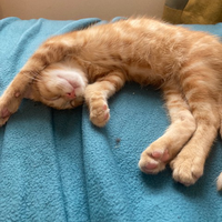 Photo of Benji (British Shorthair)