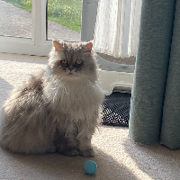 Photo of Maya (Persian)