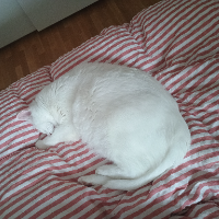 Photo of Bruno (Moggy)