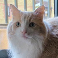 Photo of Koda (Other)